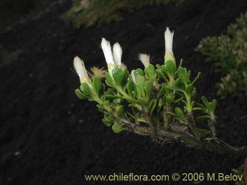 Image of Baccharis magellanica (Chilco de Magallanes). Click to enlarge parts of image.